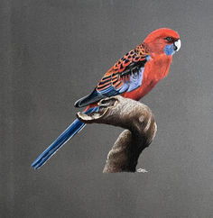 #crimsonrosella #bird #art #pastelpencils #artforsale 
