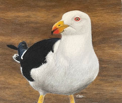 Thrilled to share that my Pacific Gull artwork has sold at the Peterborough Art Prize! A big thank you to Pete Joy for the stunning photo that inspired this piece.

Drawn in Faber-Castell Pastel Pencils. 
4.5 hours to draw.

#CyannesCreations #Pastelartist #pastelpencils #Art #fabercastell #PacificGull #PeterboroughArtPrize