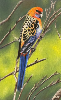 #AdelaideRosella #Adelaide #Creation #Art #pastelpencils #ForSale #Bird #artgallery