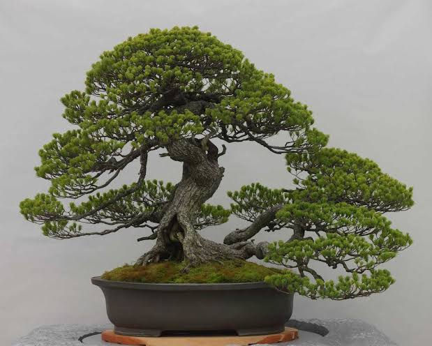 Thumbnail: JAPANESE BLACK PINE ( PINUS THUNBERGII  ) ( Bonsai Tree and Pre Bonsai ) )