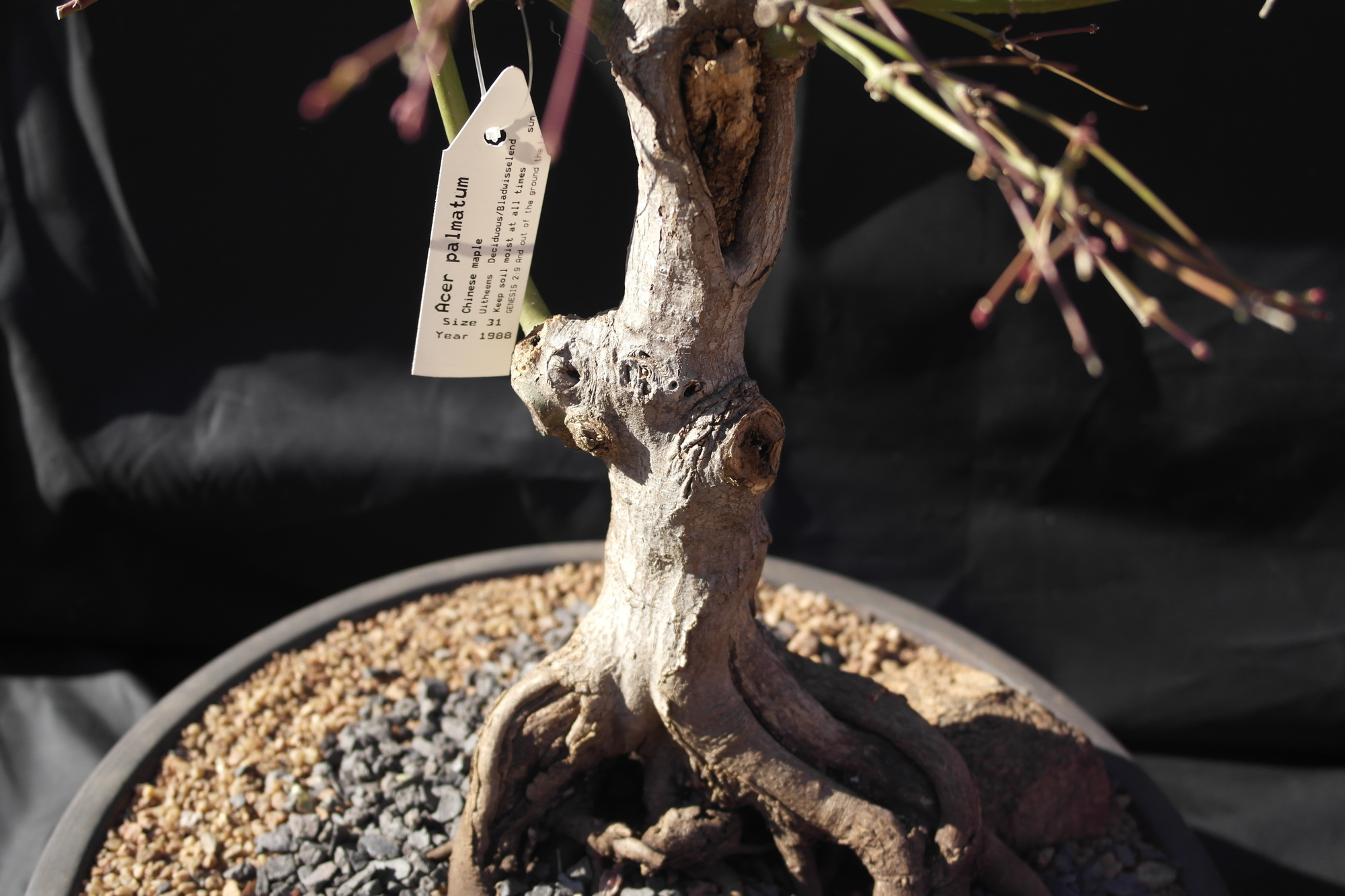 JAPANESE MAPLE ( ACER PALMATUM ) ( Bonsai Tree and Pre Bonsai ) )