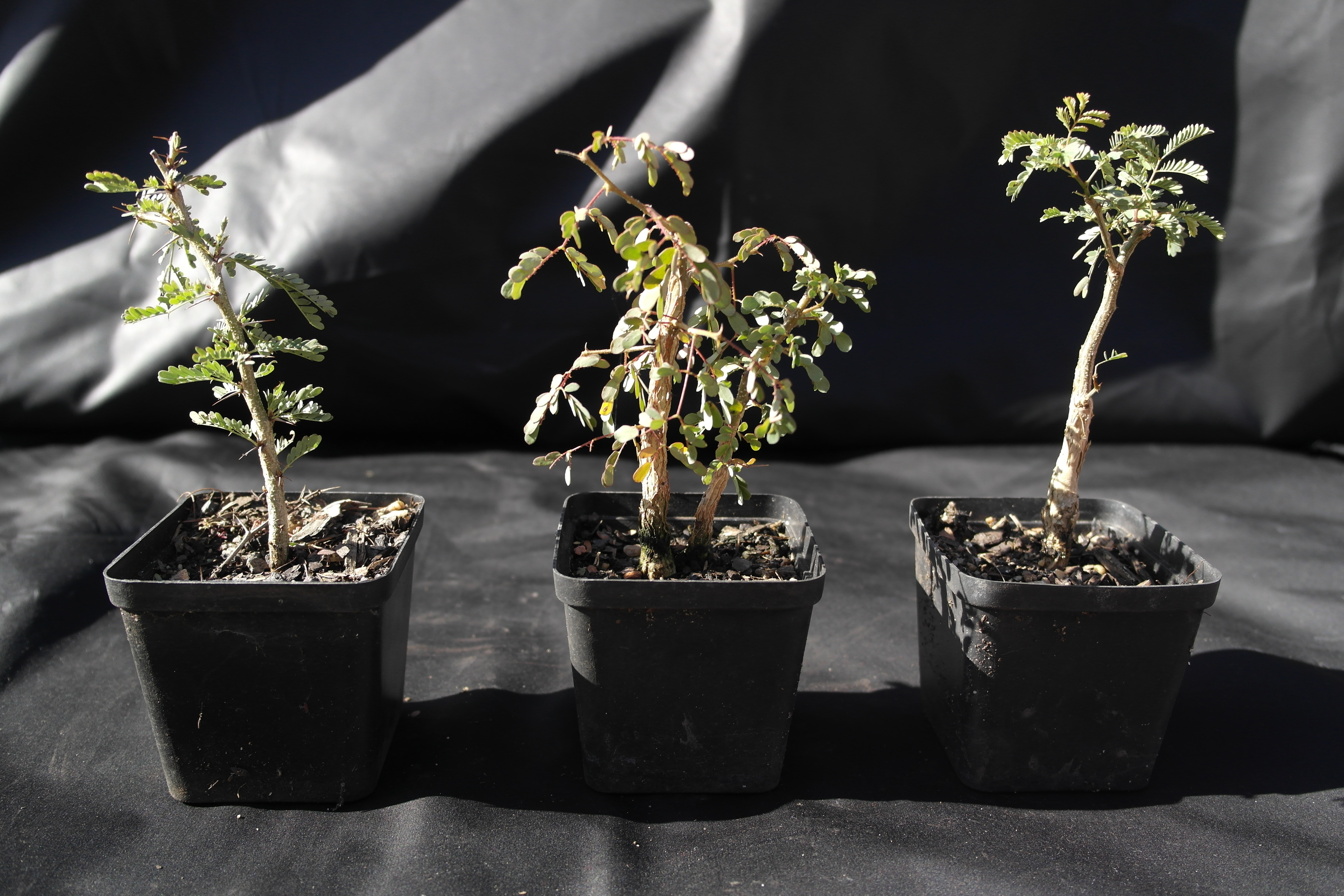 Blue Torn Acacia ( Bonsai Tree and Pre Bonsai )