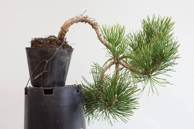 Thumbnail: JAPANESE BLACK PINE ( PINUS THUNBERGII  ) ( Bonsai Tree and Pre Bonsai ) )