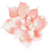 cactus-03.png