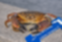 Stone crab measuring.png