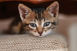 Pet photograper Cape Town G.L. (7)