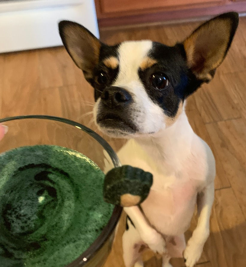 Shamrock Shakes for Lucky Dogs & Cats