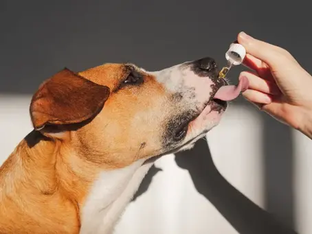 The Ultimate Guide to CBD for Dogs & Cats: