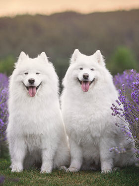 Samoyed; Meet The Fluffy Dog With The Captivating Smile