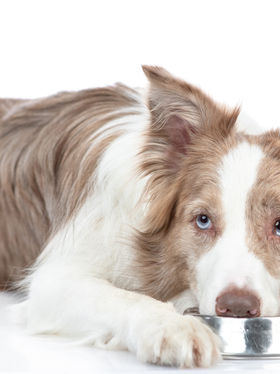 Never Give Your Dog These Foods!
