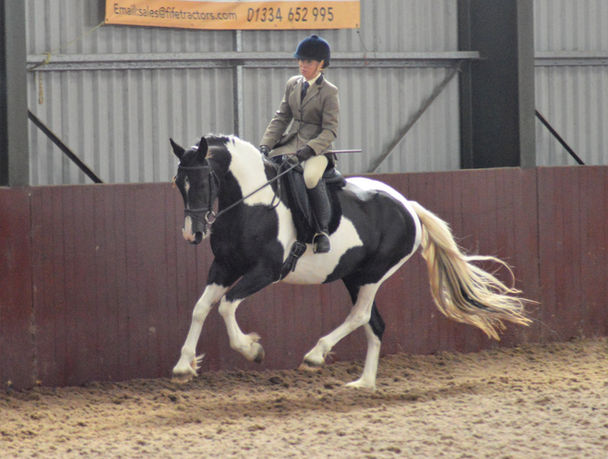 Leigh riding beautiful ster Barock Pinto mare Carmen van Soma in the ridden coloured class at Howe in Fife.