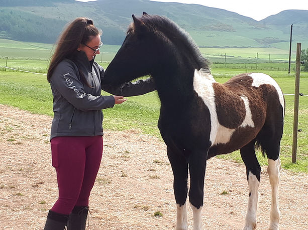 Loki of Friesians Scotland, coloured registered Barock Pinto colt foal, meeting his new owner in the field.