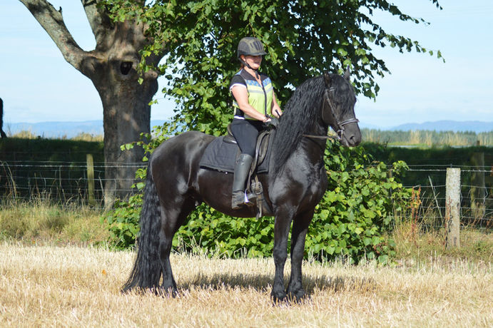 Janine on KFPS registered Friesian stallion Hercules, posing in the sunshine in the stubble field at Friesians Scotland after a ride. 