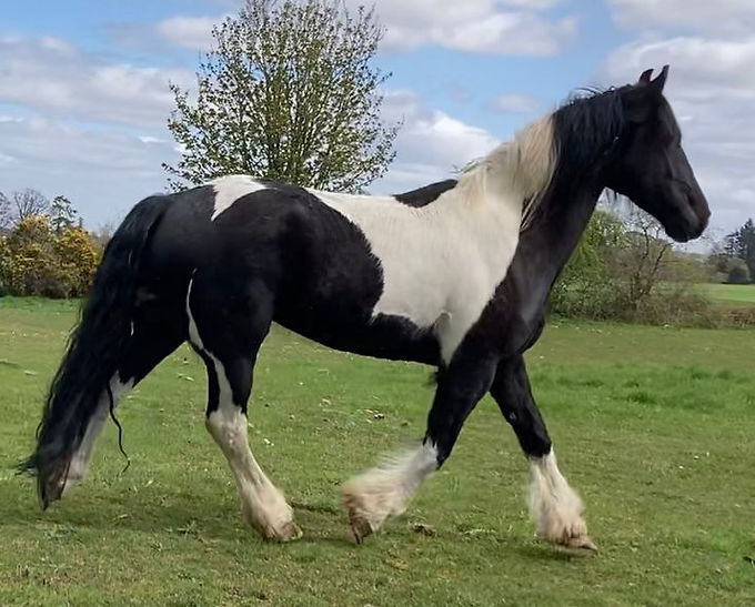 *SOLD* 6 years old Friesian x Cob gelding
