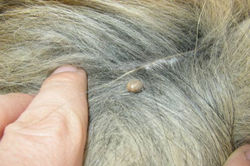 consejos_fumigacion_garrapatas