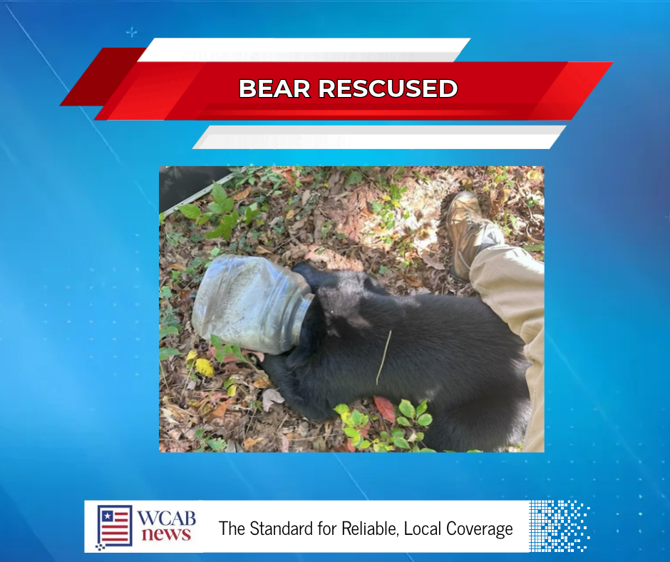 Wildlife staff free bear cub trapped in plastic jar