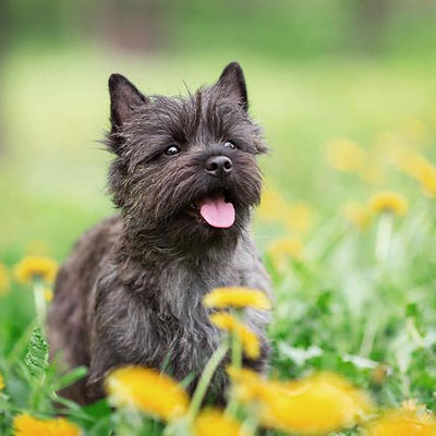 cairn-terrier.jpg