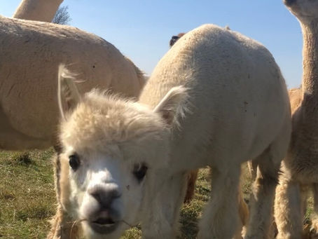 ALPACA FLEECE: THEN, NOW, TO THE MOON.