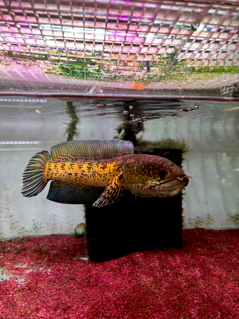 Thumbnail: Channa Cobra / Auranti ~4inches