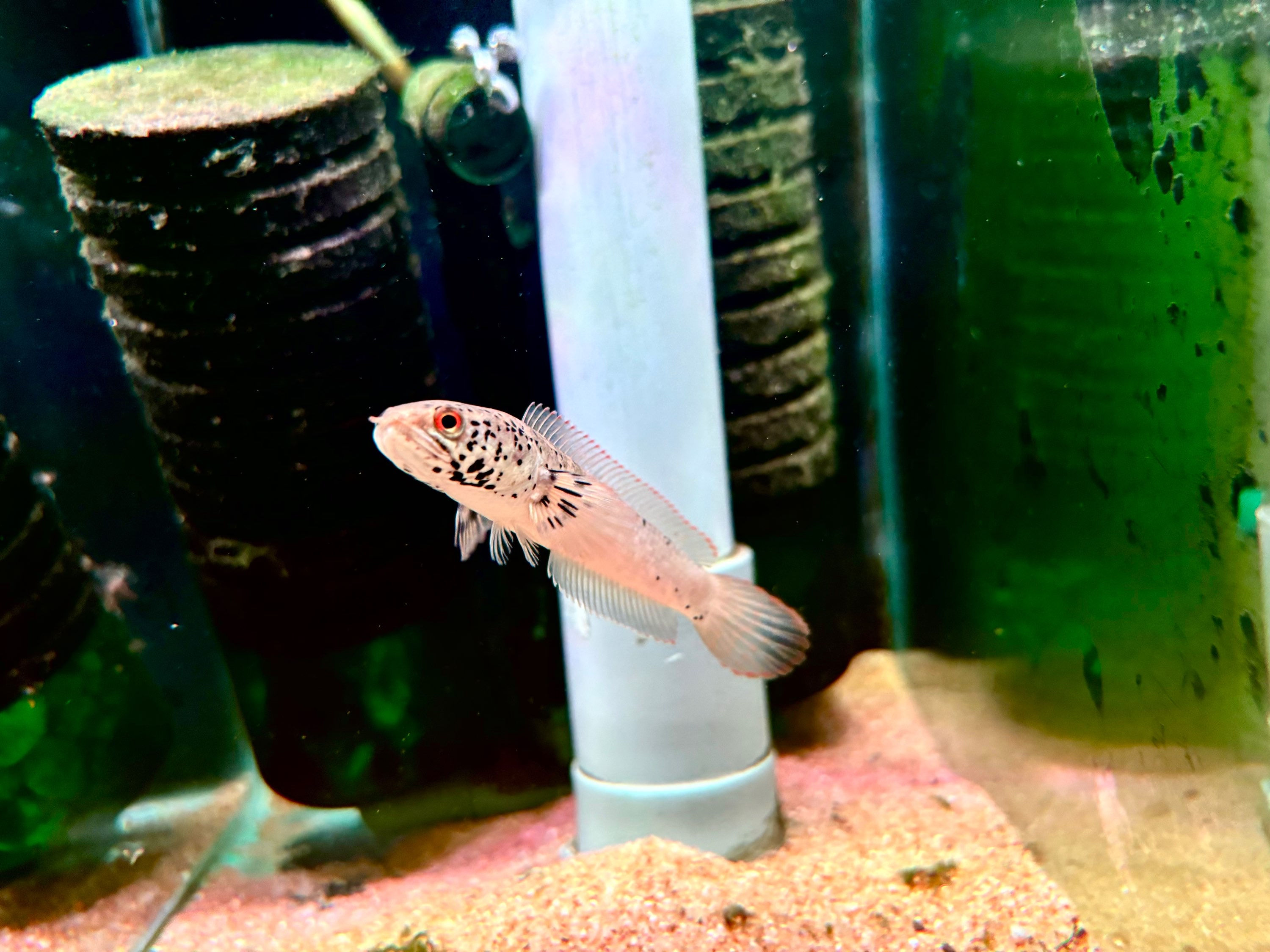 Channa Liorna/ Limbata Granite 3-4inches