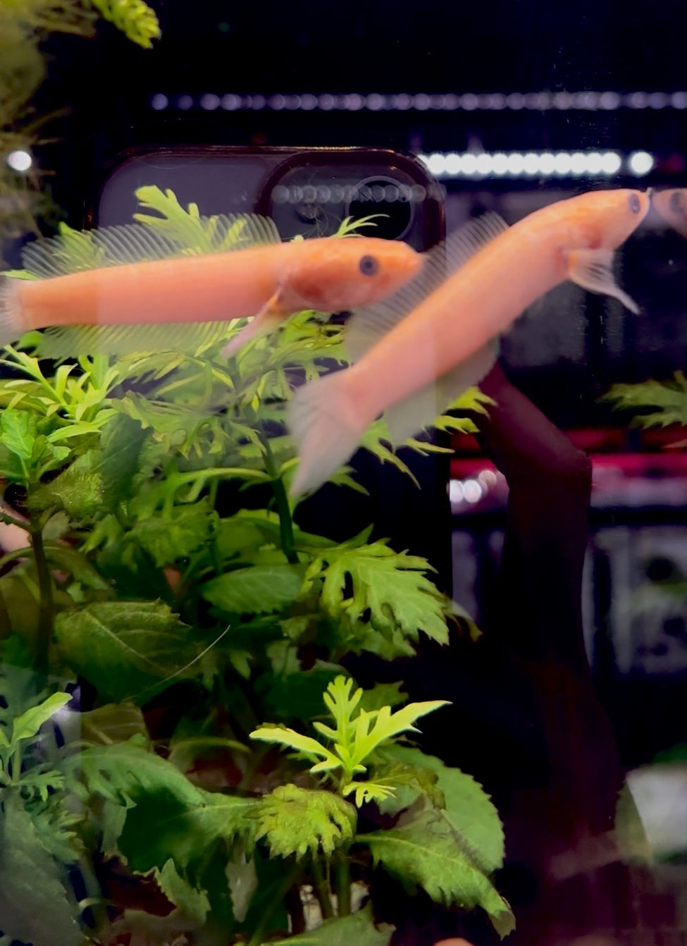 Thumbnail: Channa Golden Limbata ~3inches