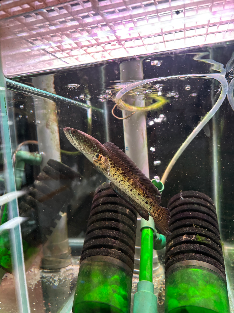 Thumbnail: Channa Cobra / Auranti ~4inches