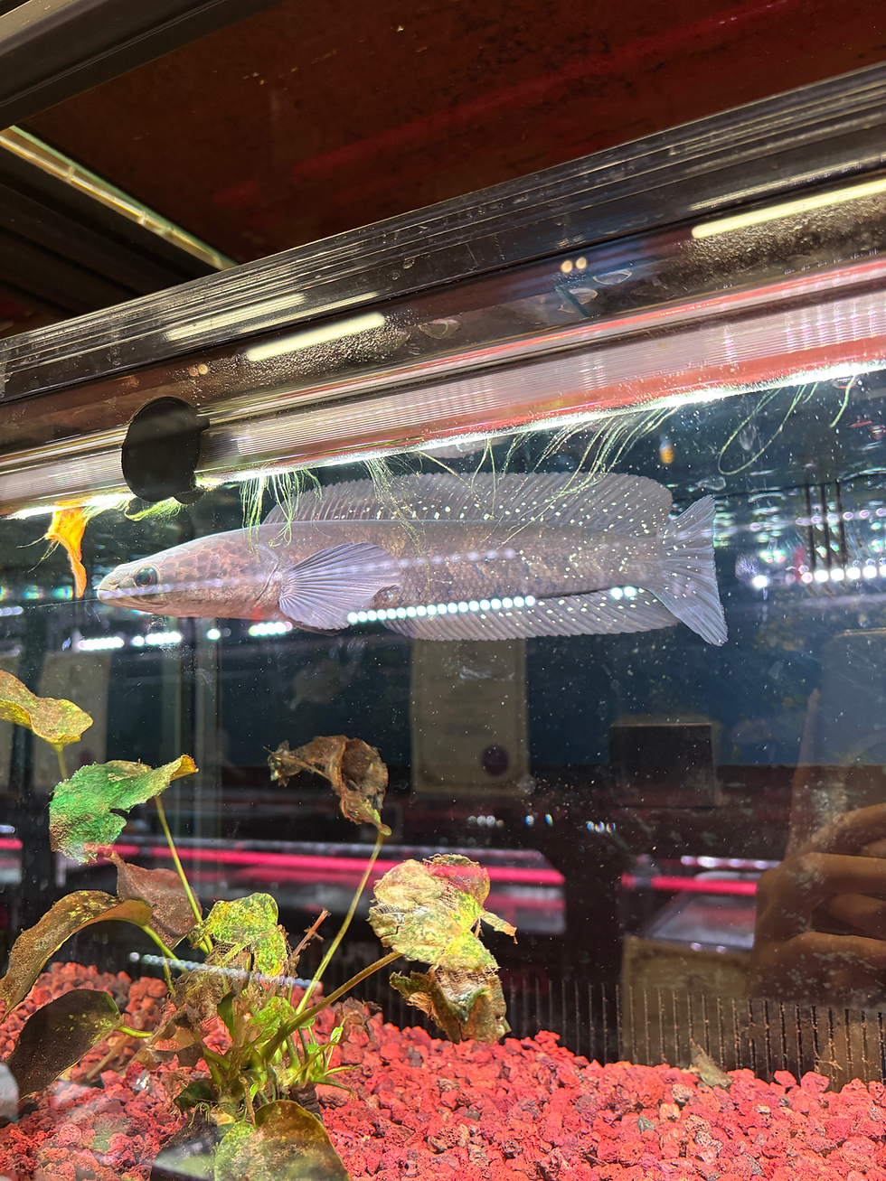 Thumbnail: Channa Maru Green Keltara ~8inches