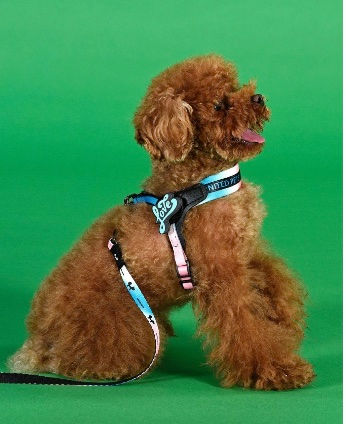 Thumbnail: Cane con Pettorina