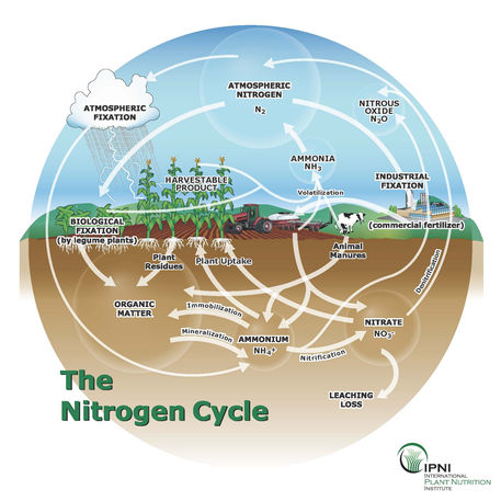 The Contemptible Challenge of Nitrogen Management