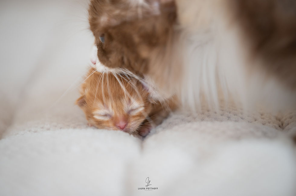 Cameo & Lillet
