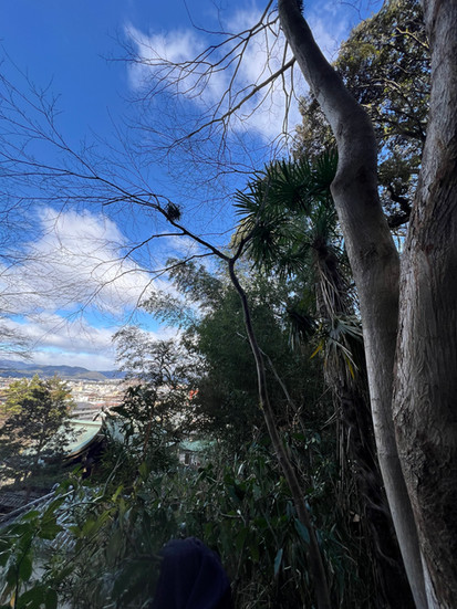 神社の屋根に覆いかぶさるように傾いたヒノキの伐採後 。京都市街と山並みが背景に見える