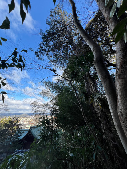 京都の神社境内で屋根に向かって傾くヒノキの大木。周囲に笹や常緑樹が密生し傾きが分かりにくい状態