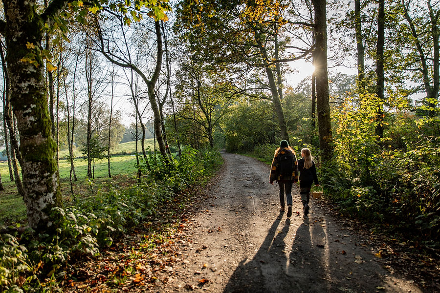 vandring i åkullabokskogar på hösten