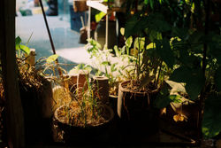 Grow