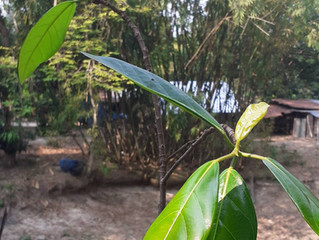 The Transplanted Tree