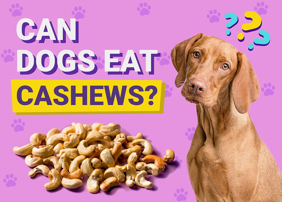 can dog eat cashews