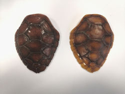 Multi layered tortoise shell props