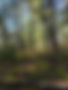 20251101_ForestPicture (2).jpg