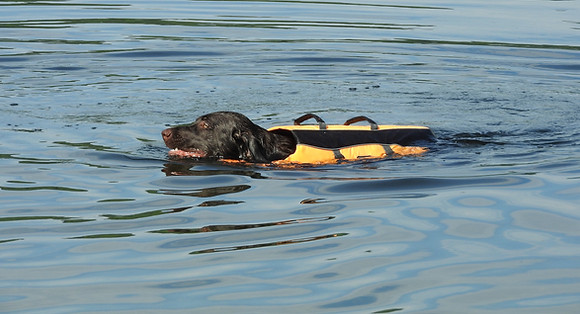A dog wearing a life jacket swimming in Kezar Lake.
