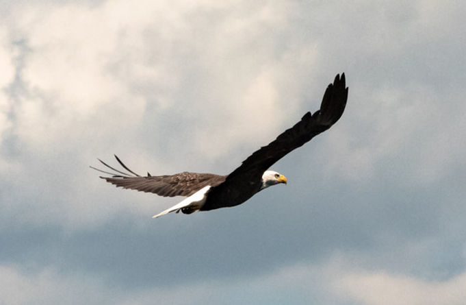 A photograph of a bald eagle in flight.