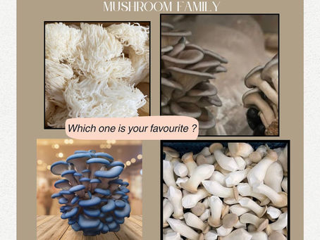 Four Top Mushrooms We Grow