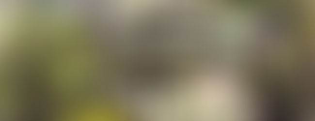 Kelly Crosser Alge Presentation