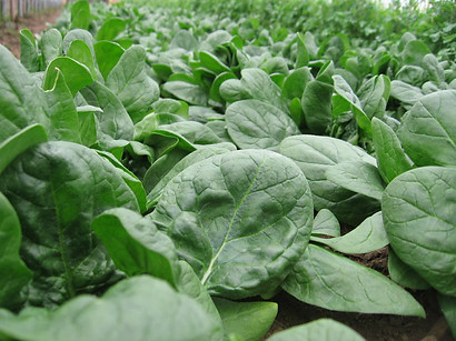 spinach2.jpg