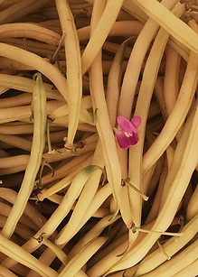 yellow beans with incidental blossom.jpg