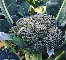 #organicbroccoli #mainefarmersmarkets.jpg