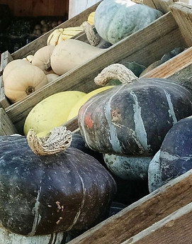 winter squash.jpg