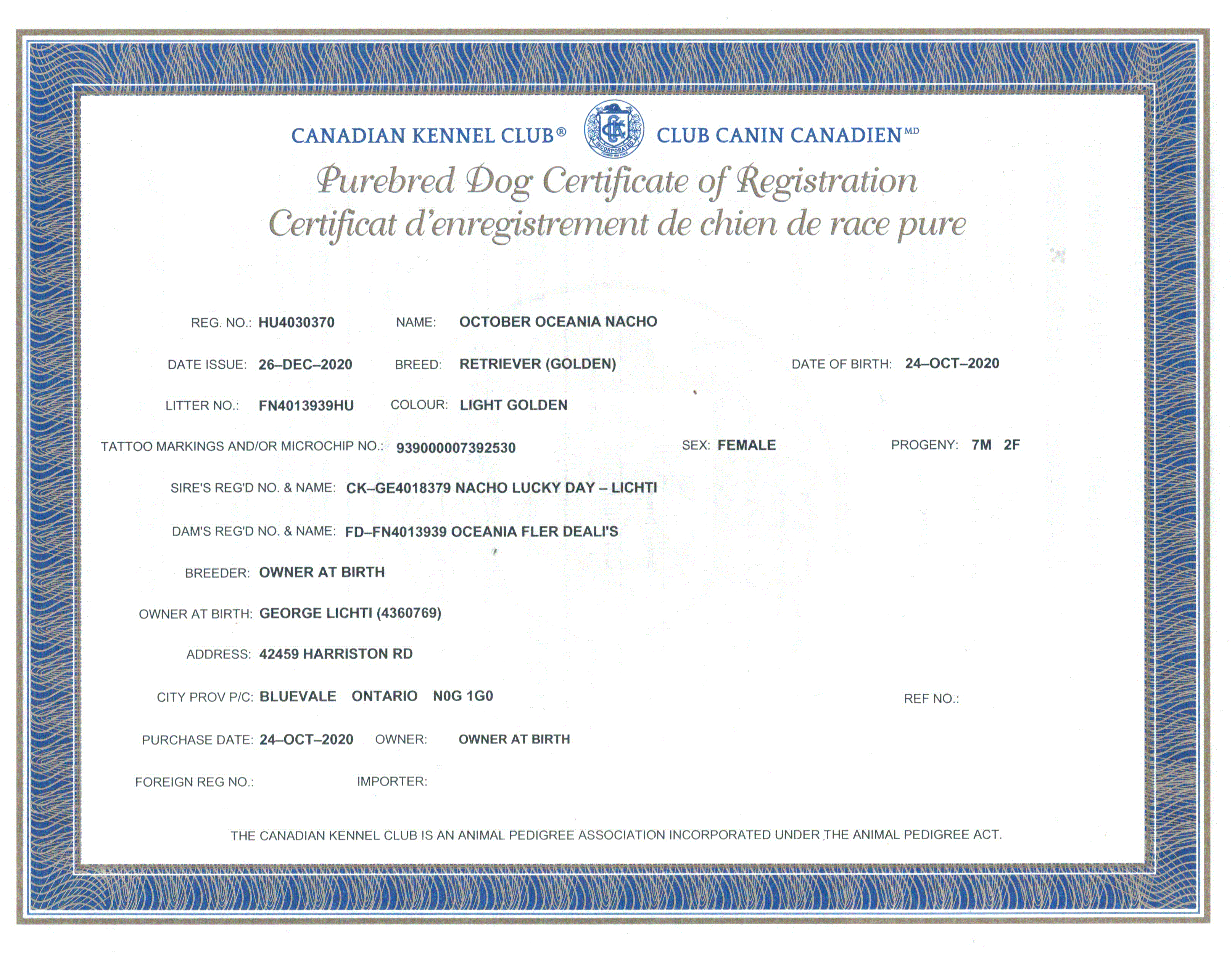 Canadian Kennel Club registration for dog owned  by Golden Country Tails kennel Alberta