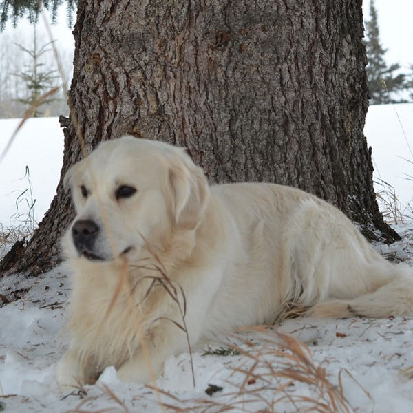 Pure bred English golden retriever male stud dog at Golden Country Tails kennel