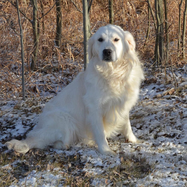 Ferrero, a stud breeding golden retriever at Golden Country Tails Kennel Alberta. Ferrero is a Canadian Kennel Club purebred dog.