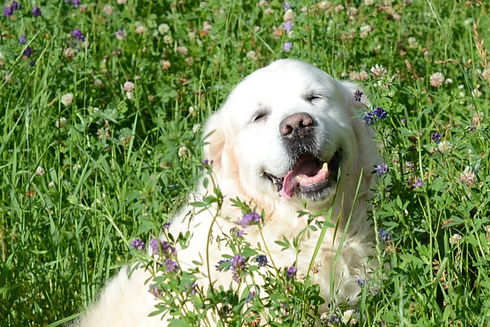 English Golden retriever dogs and puppies for sale in Calgary and Edmonton Alberta at Golden Country Tails Kennel